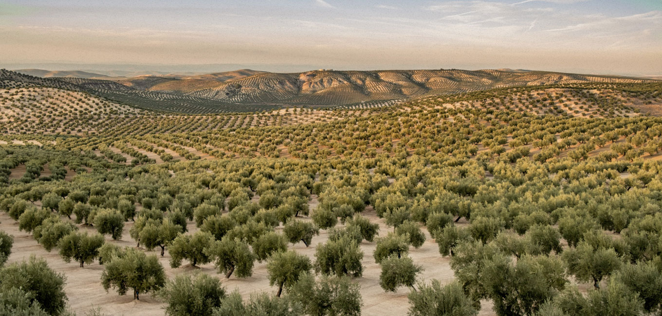 Oliveira da Serra