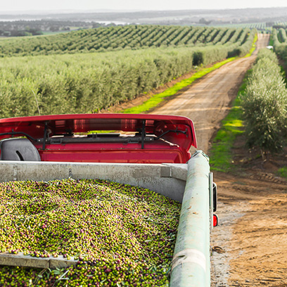 Oliveira da Serra - fertilizacao
