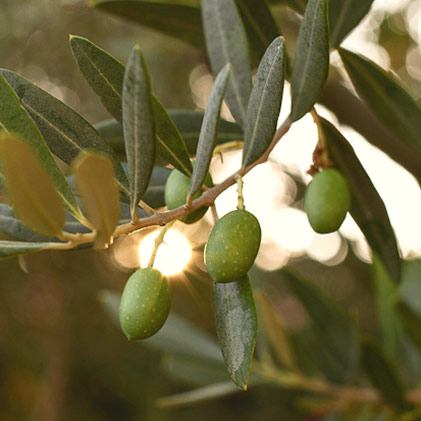 Oliveira da Serra Beliefs