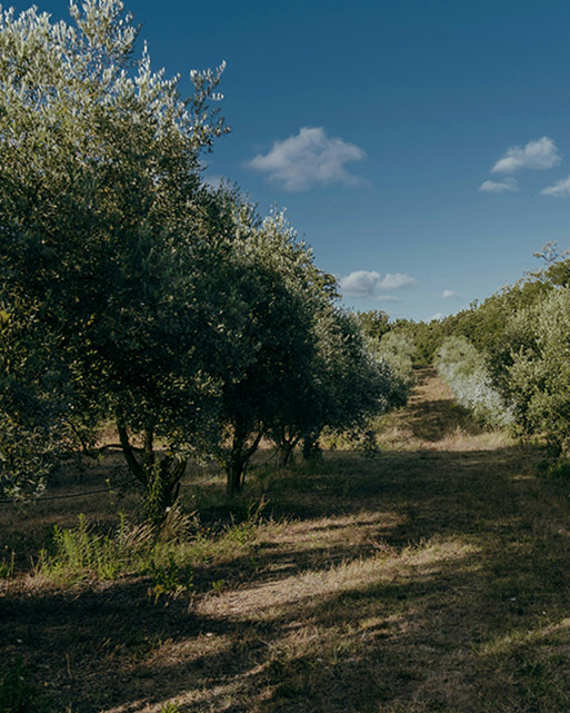 Oliveira da Serra