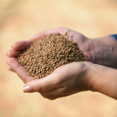 Oliveira da Serra - biocombustível