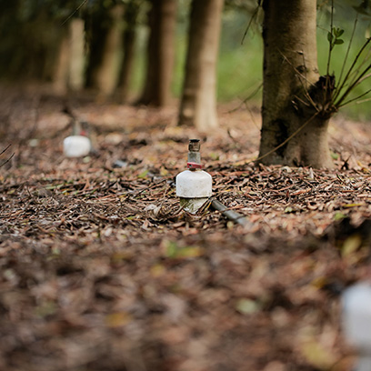 Oliveira da Serra - desperdício de água