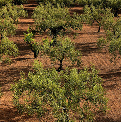 Oliveira da Serra