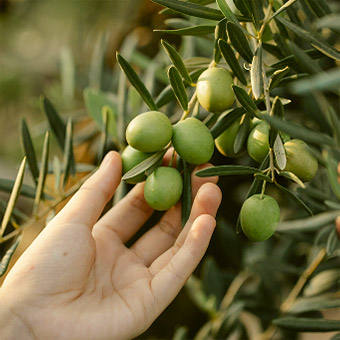 Oliveira da Serra