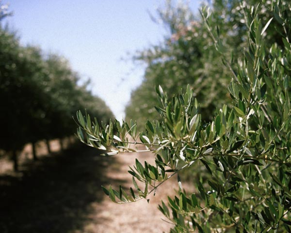Oliveira da Serra Beliefs