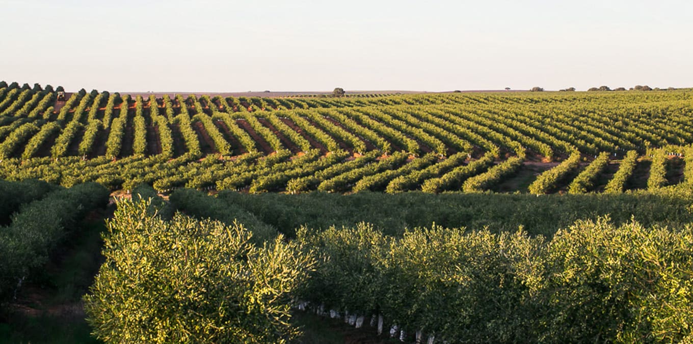Oliveira da Serra Lagar