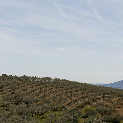 Oliveira da Serra