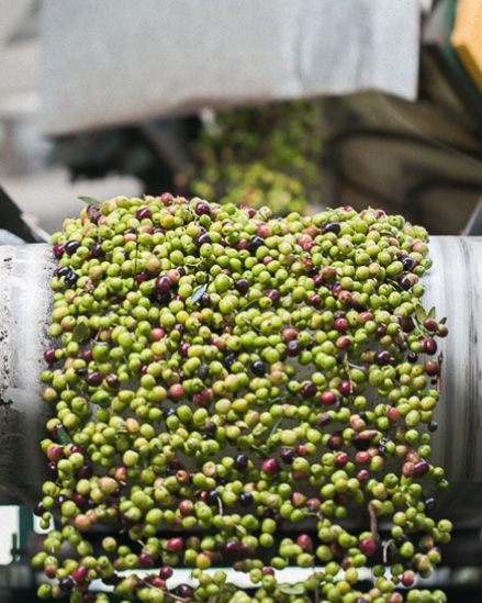 RECEPÇÃO DAS AZEITONAS