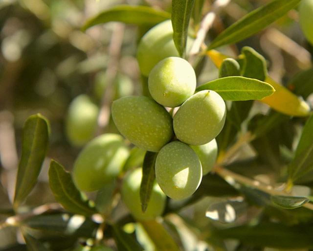 Oliveira da Serra manifesto