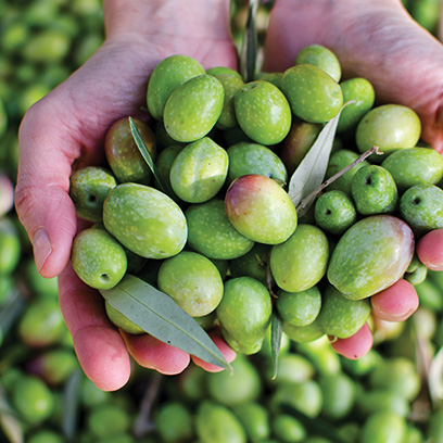 Oliveira da Serra - biocombustível